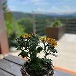 Alm On Mondsee Mountain, Pets Welcome!