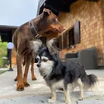 Alm On Mondsee Mountain, Pets Welcome! *