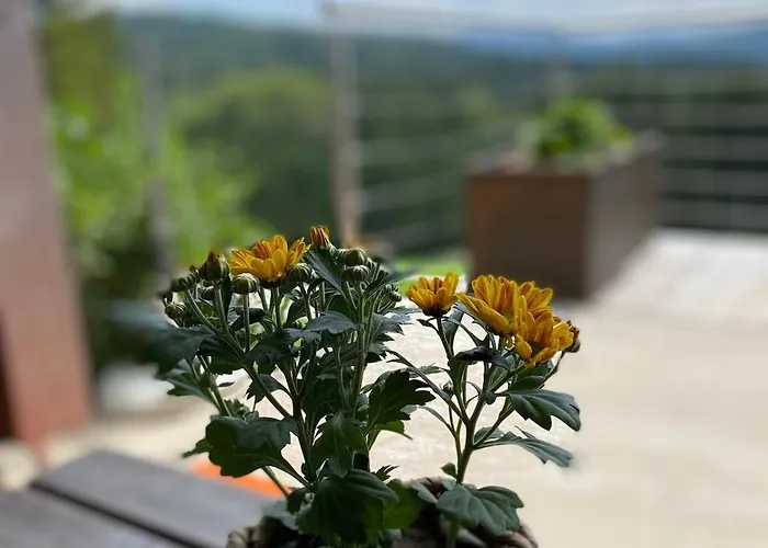 Alm On Mondsee Mountain, Pets Welcome!