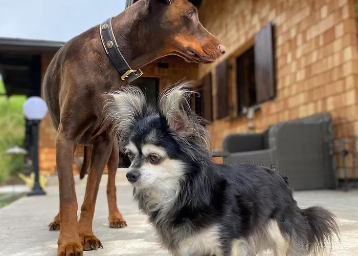 Alm On Mondsee Mountain, Pets Welcome! *