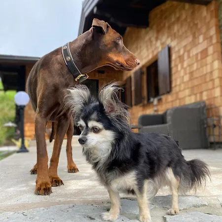 Alm On Mondsee Mountain, Pets Welcome! *